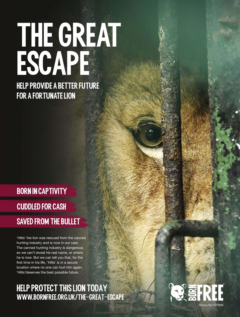 BBC Wildlife Magazine Preview Pages