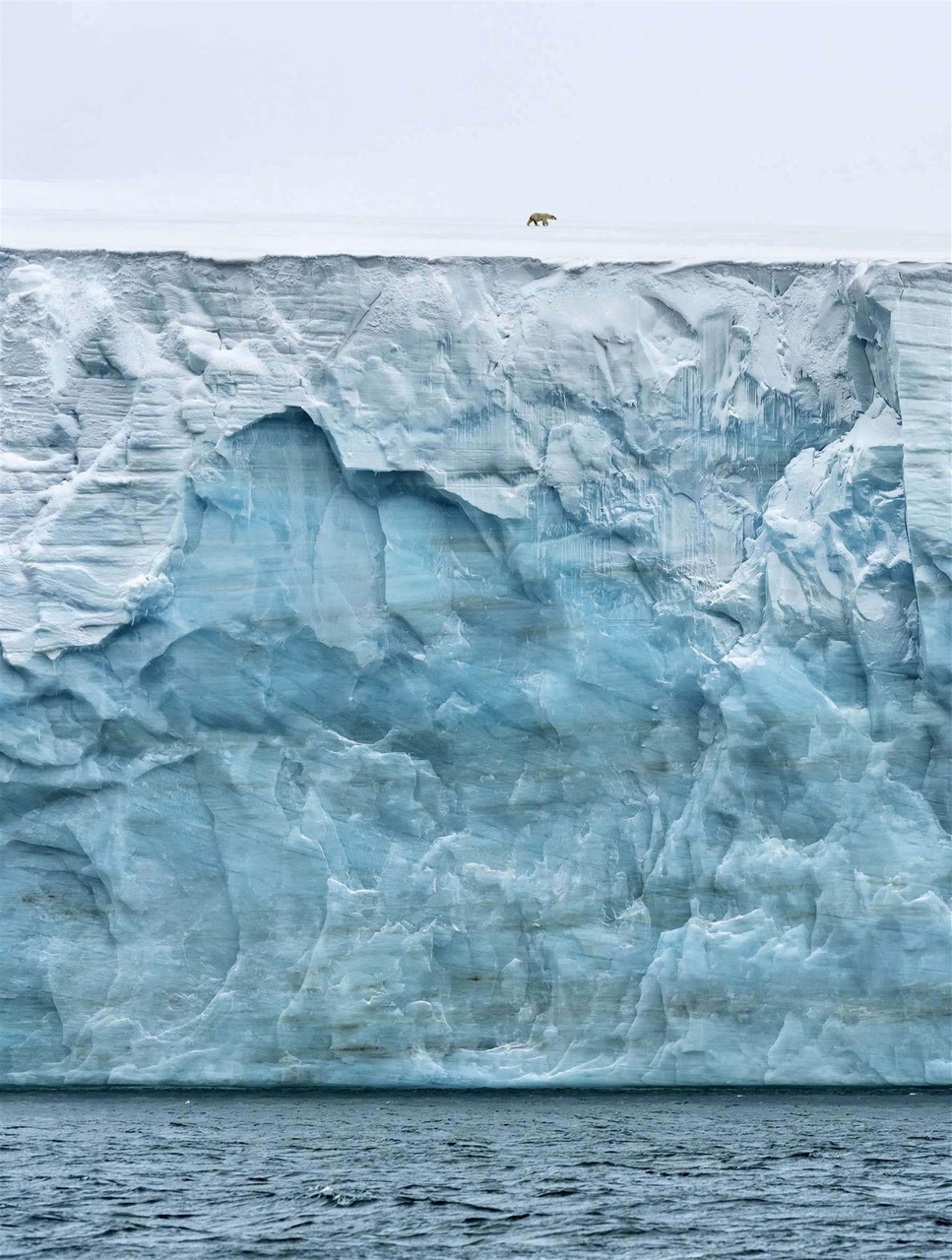 BBC Wildlife Magazine Preview Pages