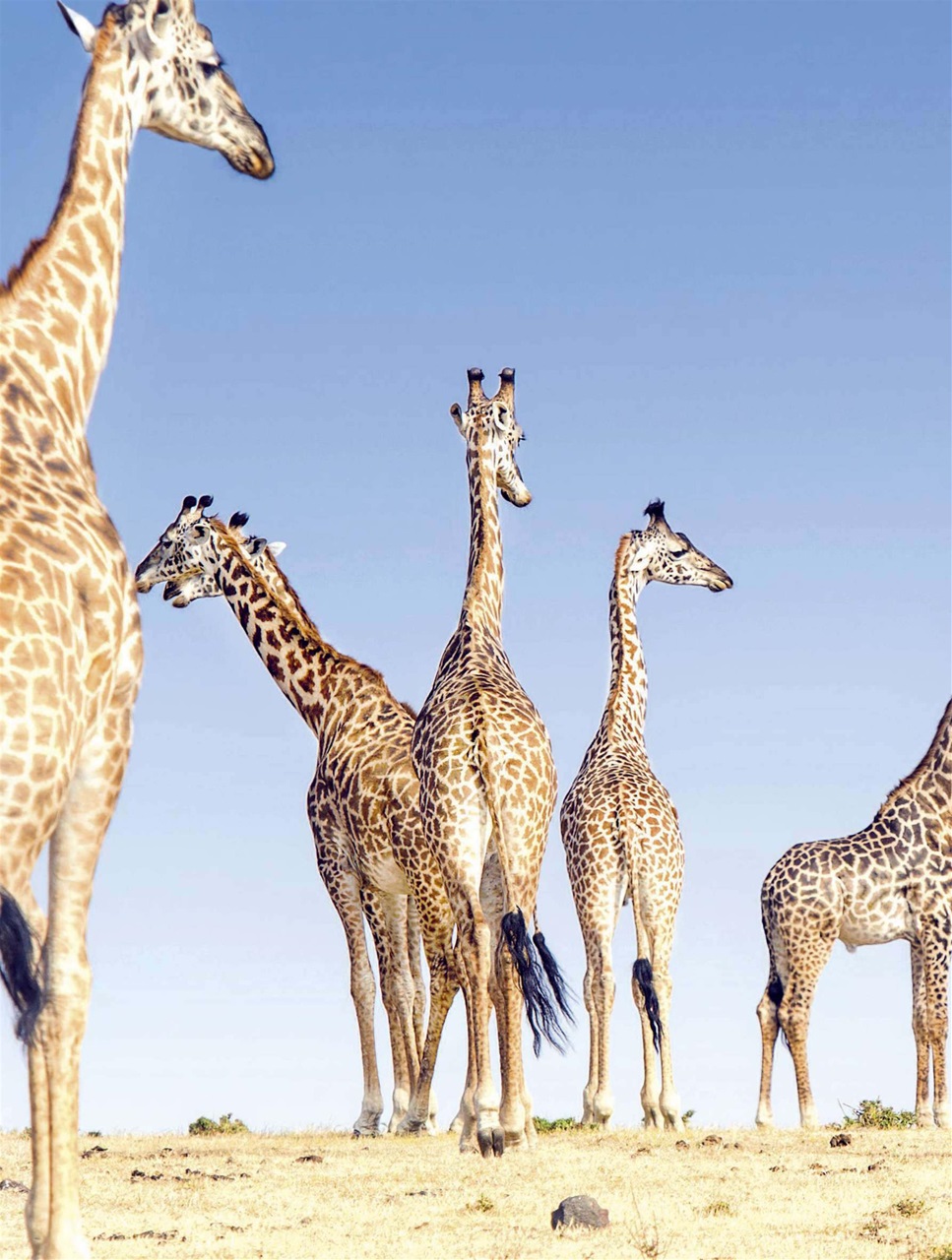 BBC Wildlife Magazine Preview Pages