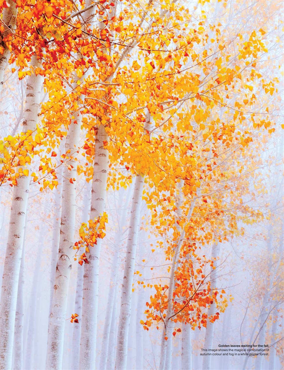 Outdoor Photography Preview Pages