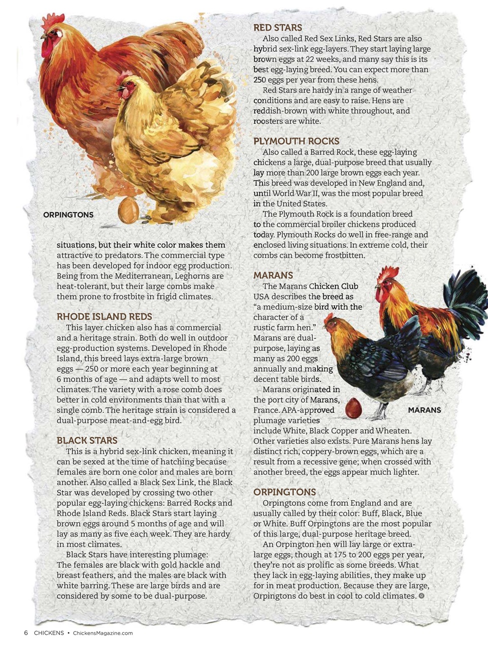 Chickens Magazine Preview Pages