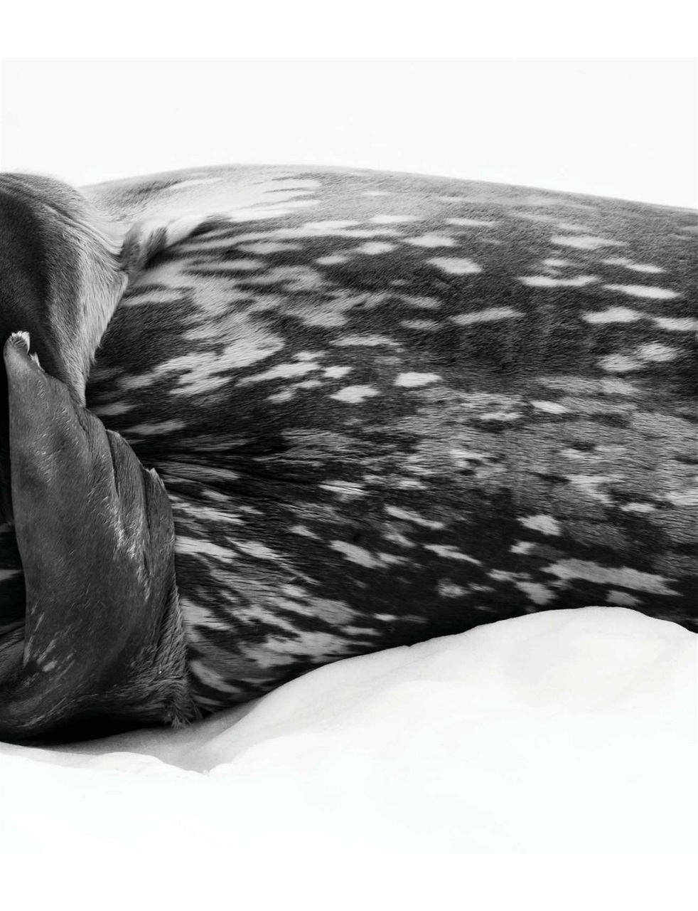 Black+White Photography Preview Pages