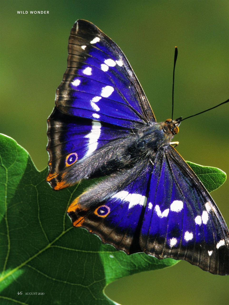 Country Living Preview Pages