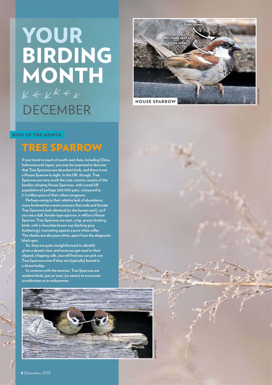 Bird Watching Preview Pages