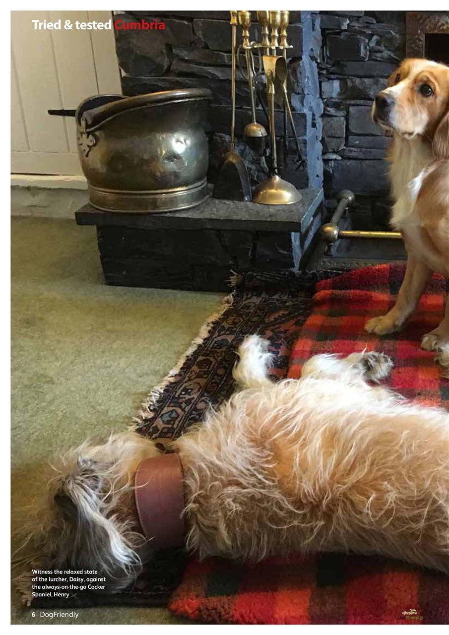 Dog Friendly Preview Pages