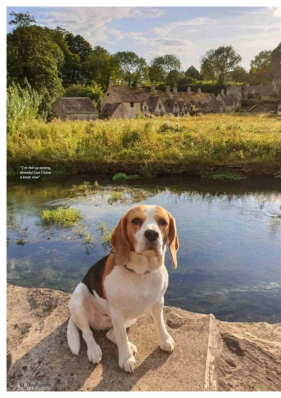 Dog Friendly Preview Pages