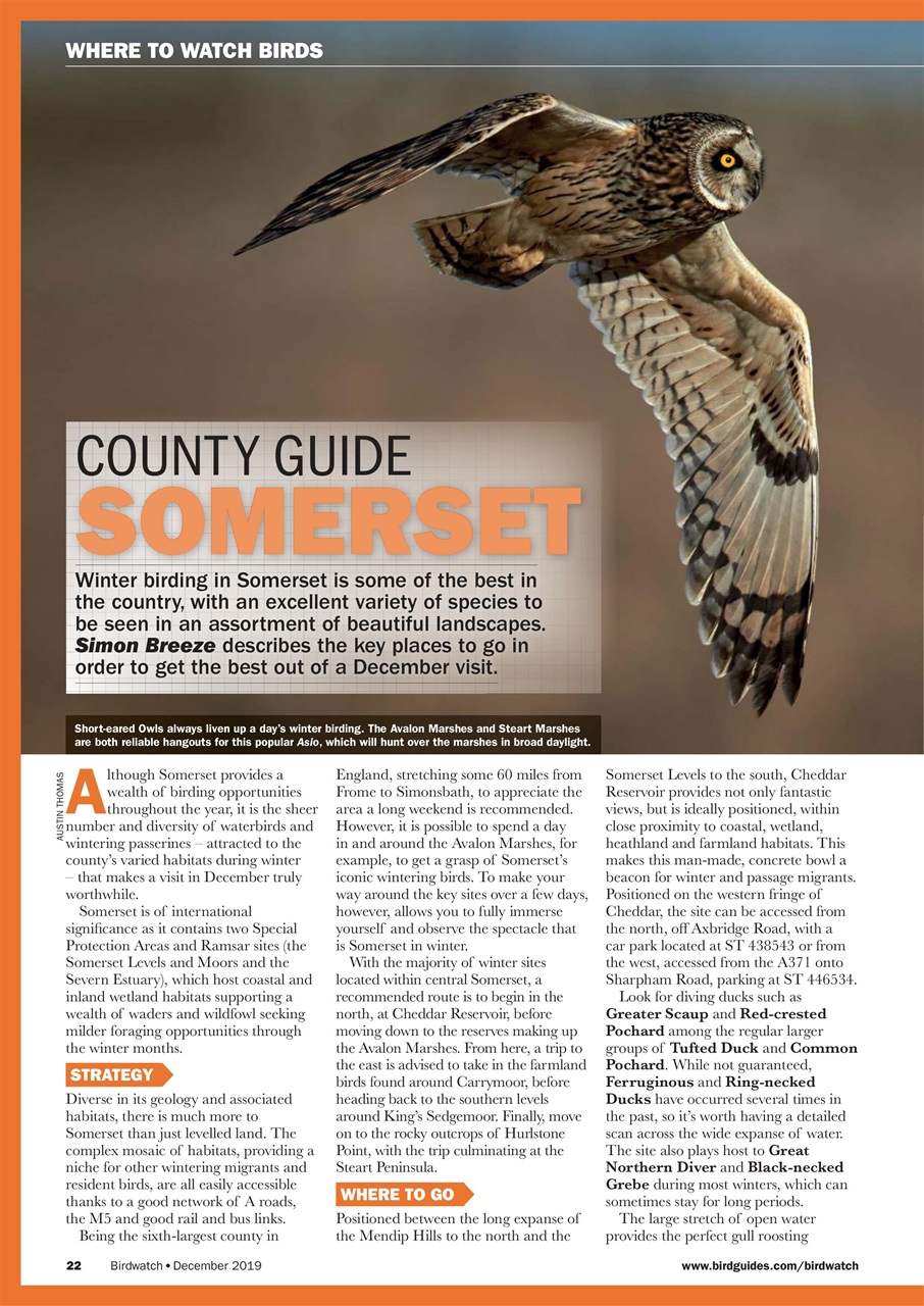 Birdwatch Magazine Preview Pages