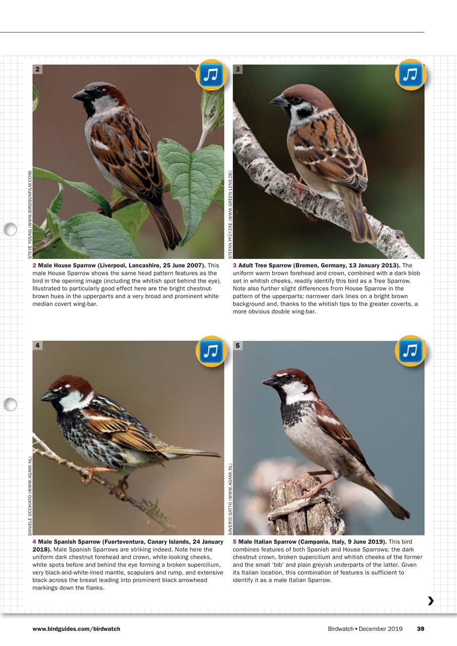 Birdwatch Magazine Preview Pages