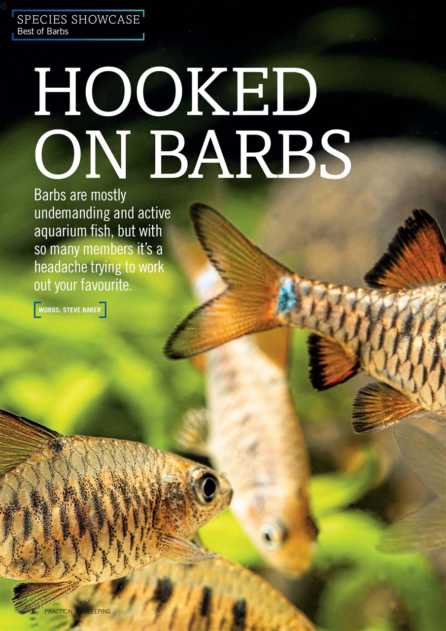 Practical Fishkeeping Preview Pages