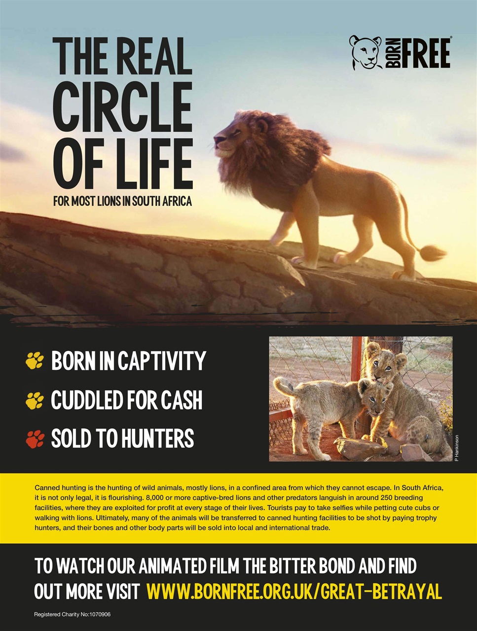 BBC Wildlife Magazine Preview Pages