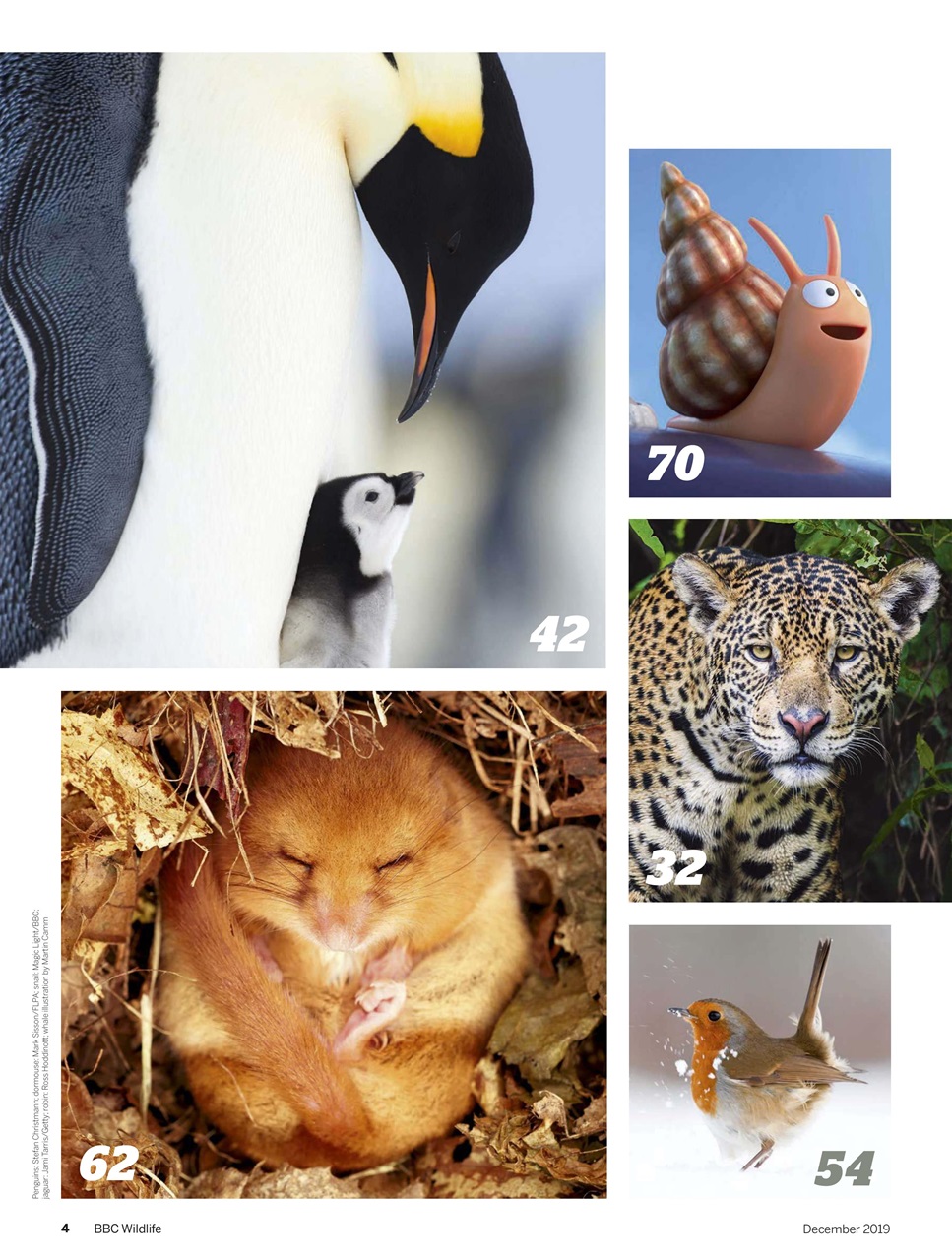 BBC Wildlife Magazine Preview Pages