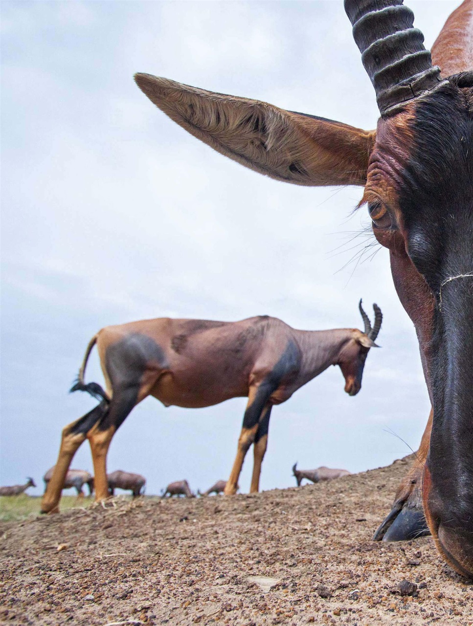 BBC Wildlife Magazine Preview Pages