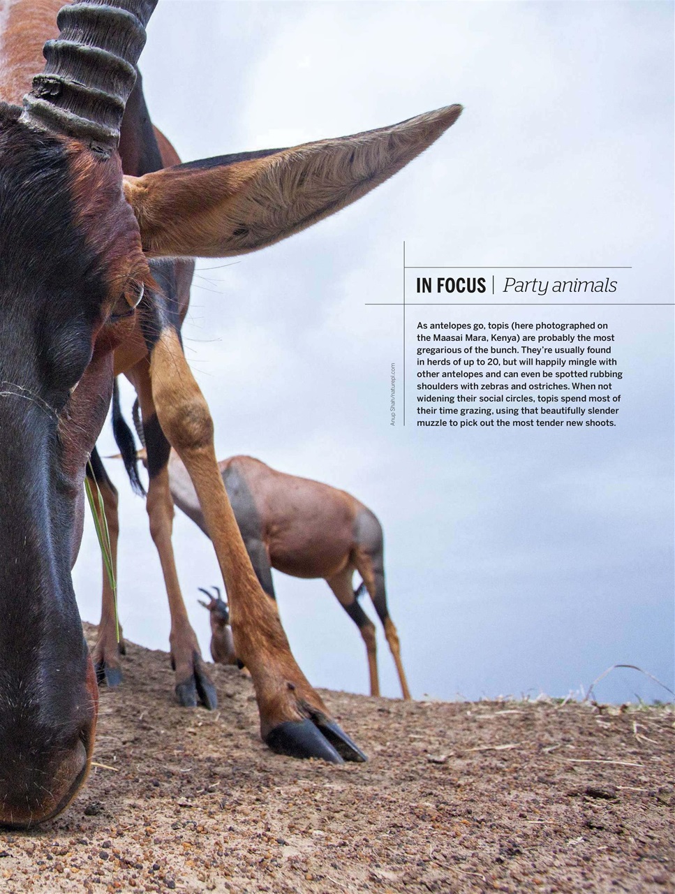 BBC Wildlife Magazine Preview Pages
