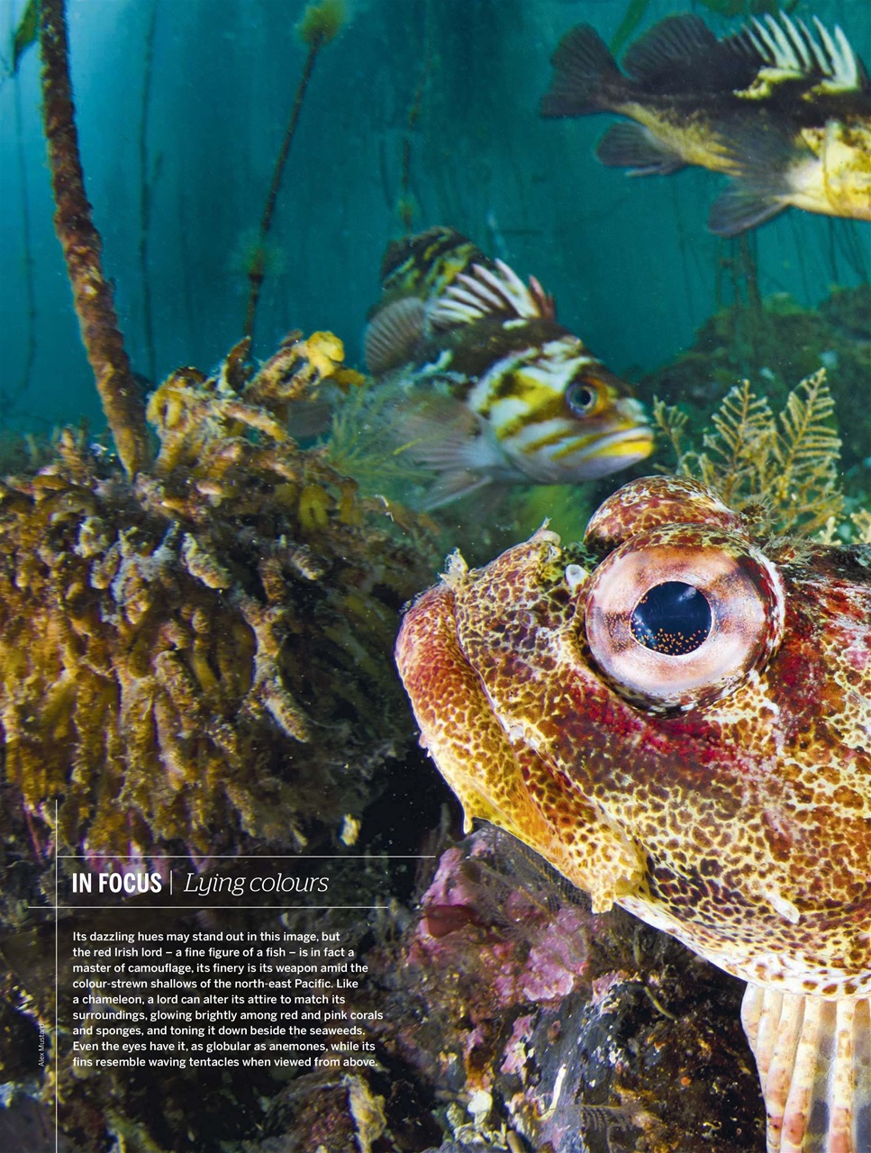 BBC Wildlife Magazine Preview Pages