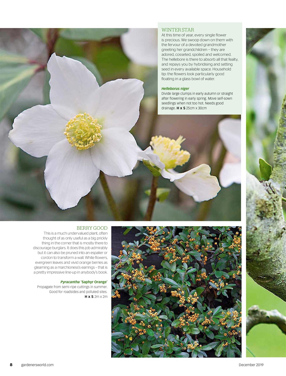 BBC Gardeners’ World Magazine Preview Pages