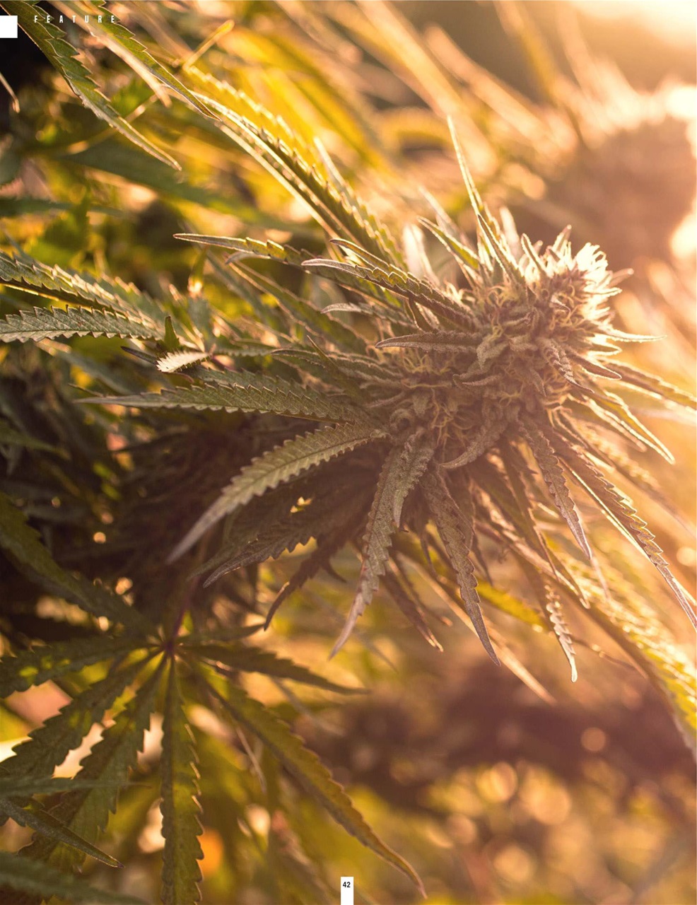 Cannabis Now Preview Pages