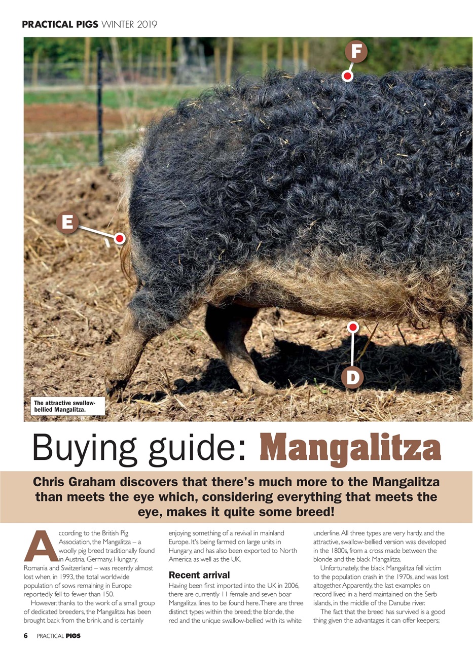 Practical Pigs Preview Pages