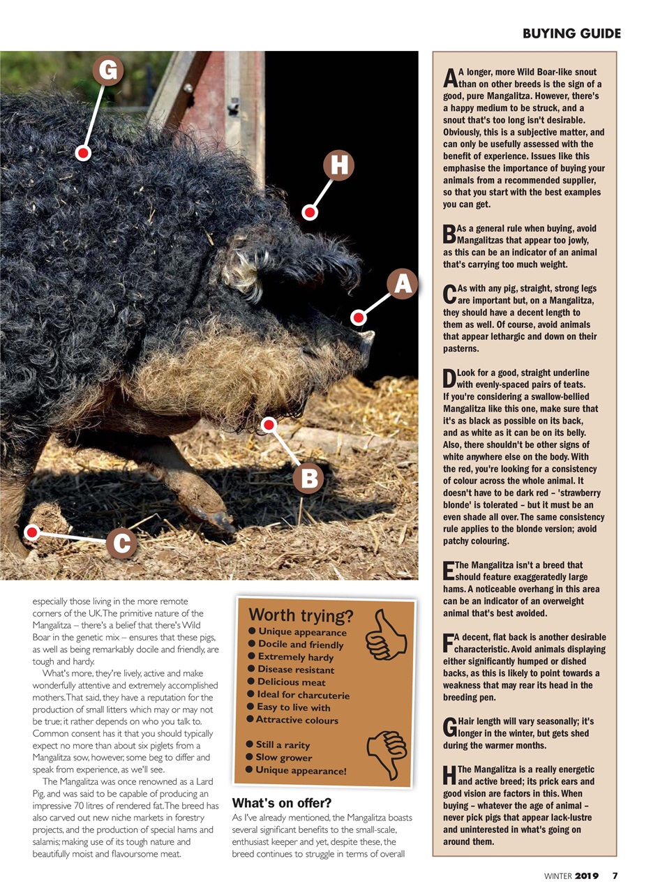 Practical Pigs Preview Pages