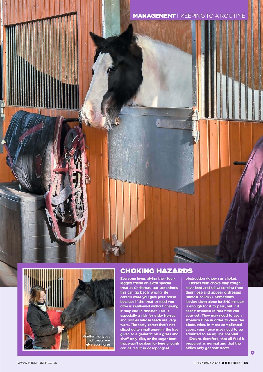 Your Horse Preview Pages