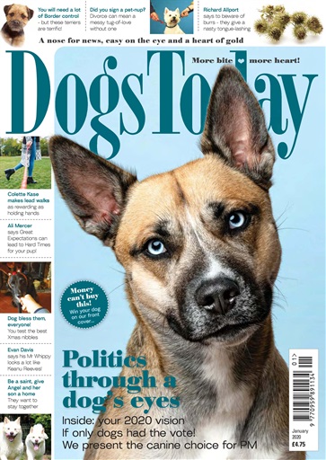 Dogs Today Magazine issue 