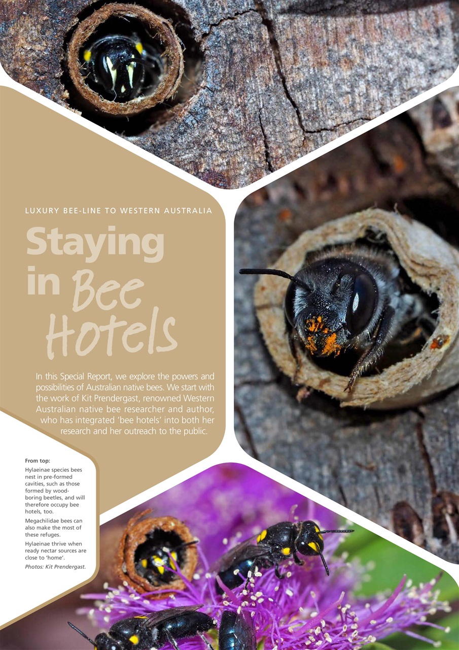 Wildlife Australia Preview Pages