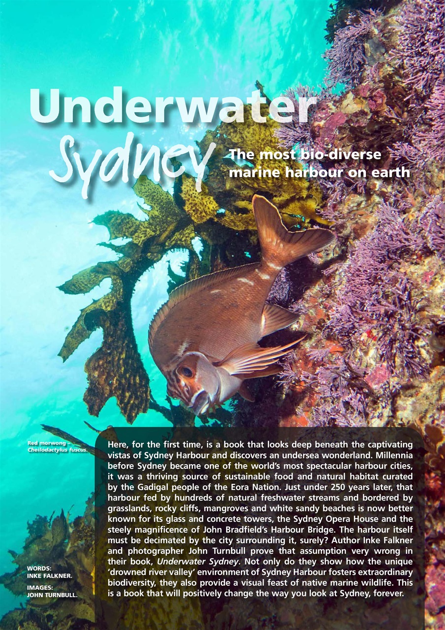 Wildlife Australia Preview Pages