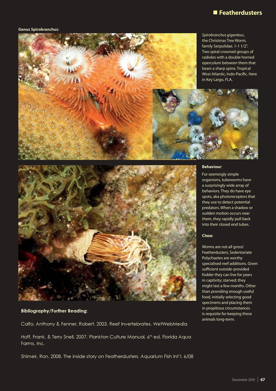 UltraMarine Magazine Preview Pages