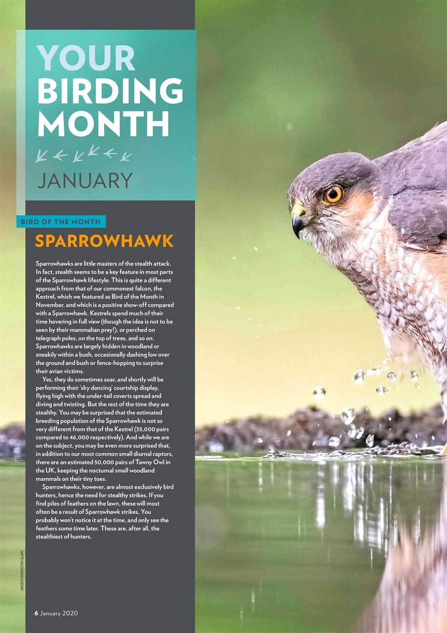 Bird Watching Preview Pages