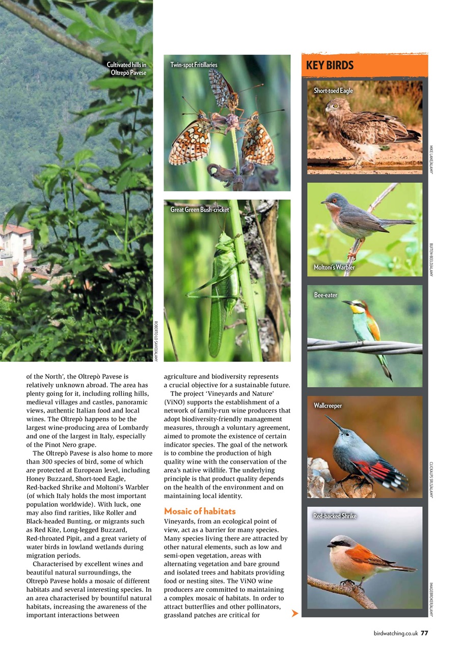 Bird Watching Preview Pages