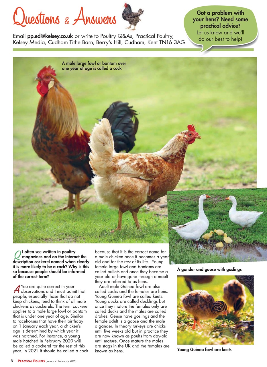 Practical Poultry Preview Pages