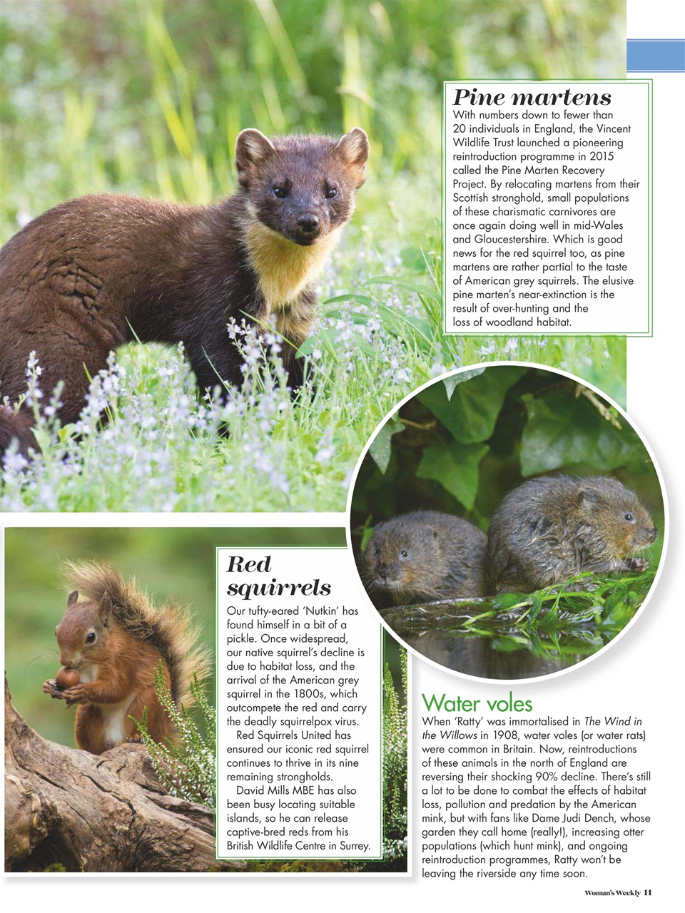 Woman's Weekly Preview Pages