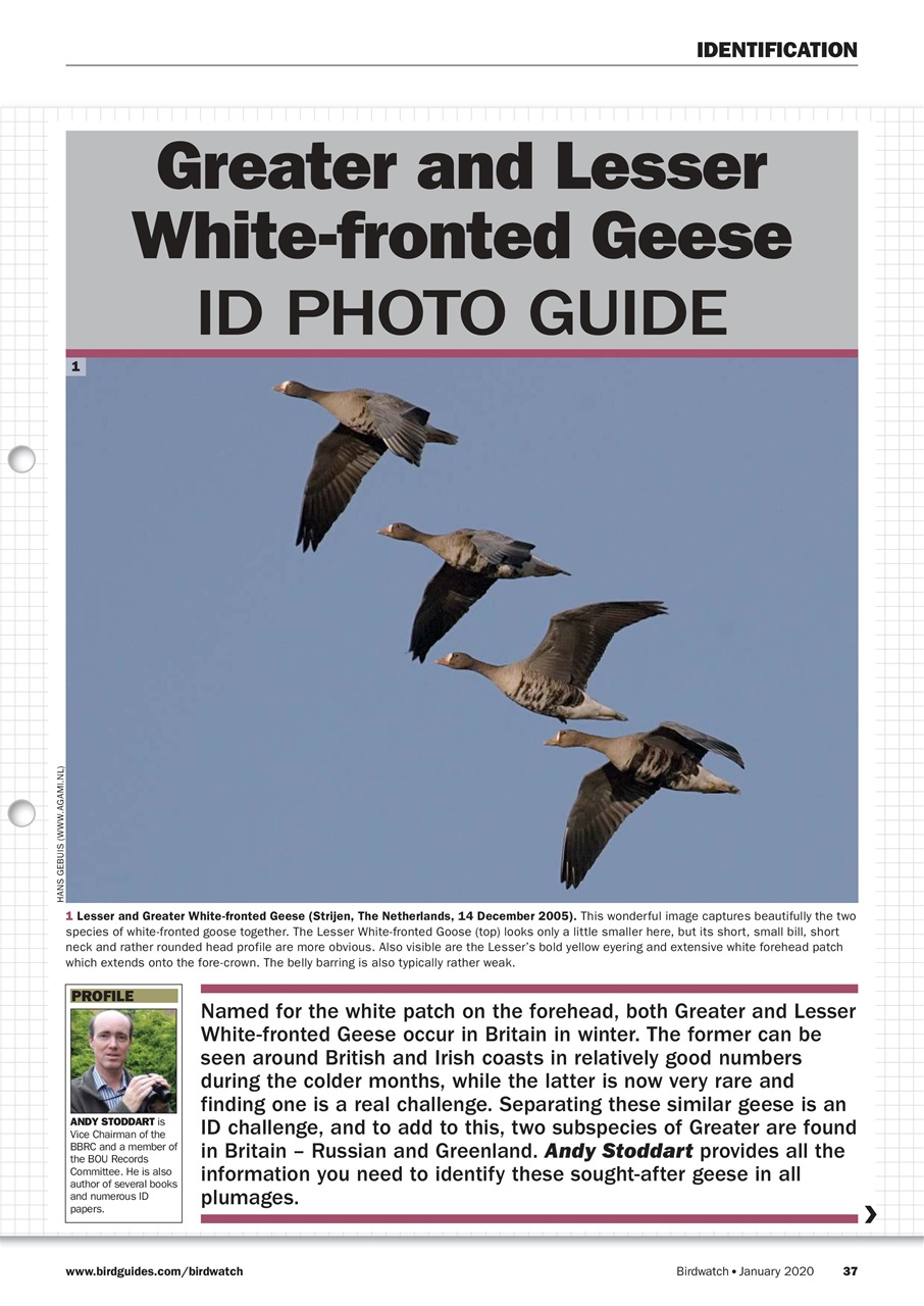 Birdwatch Magazine Preview Pages