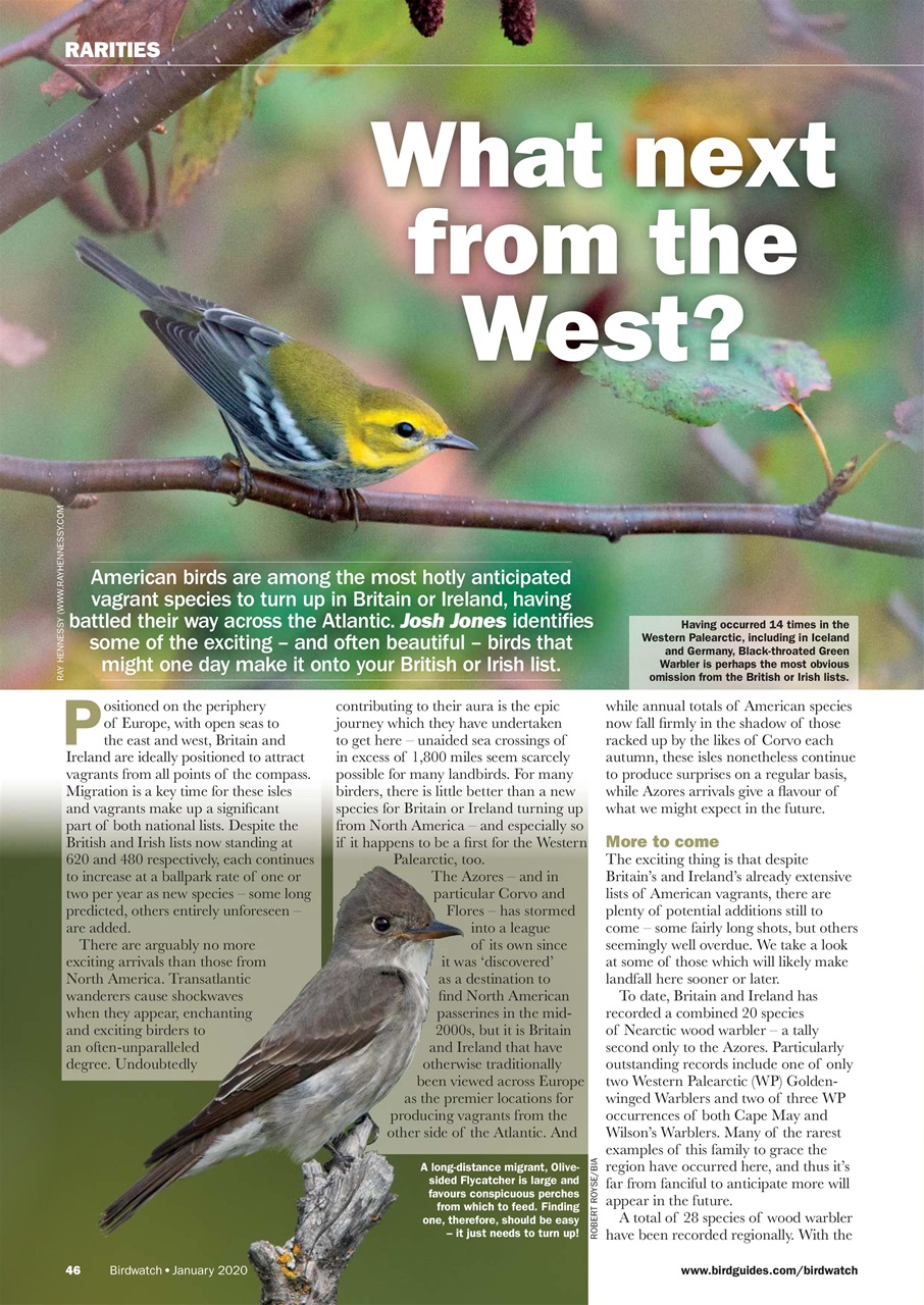 Birdwatch Magazine Preview Pages