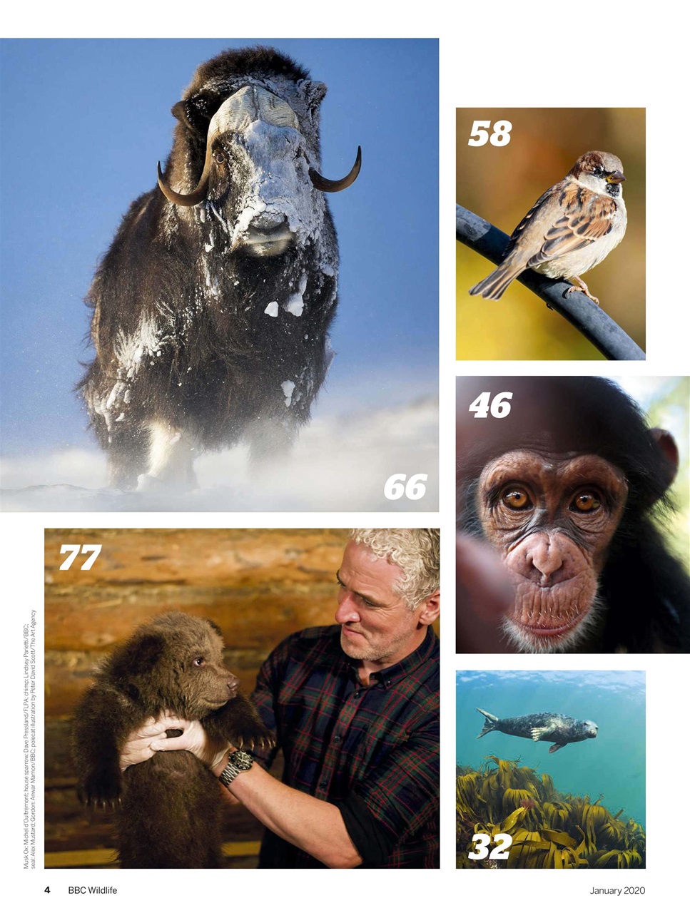 BBC Wildlife Magazine Preview Pages