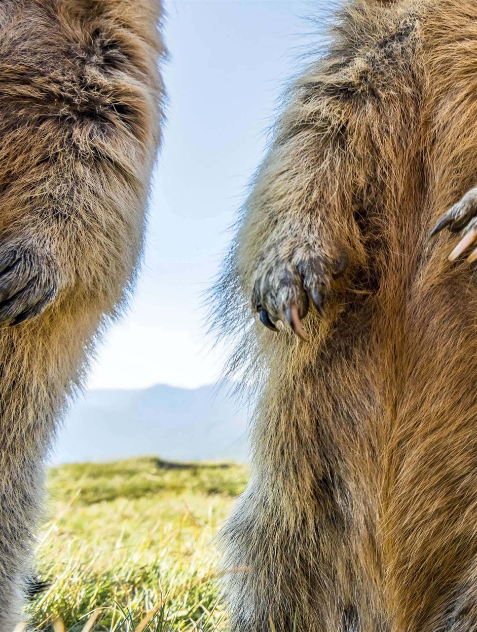 BBC Wildlife Magazine Preview Pages