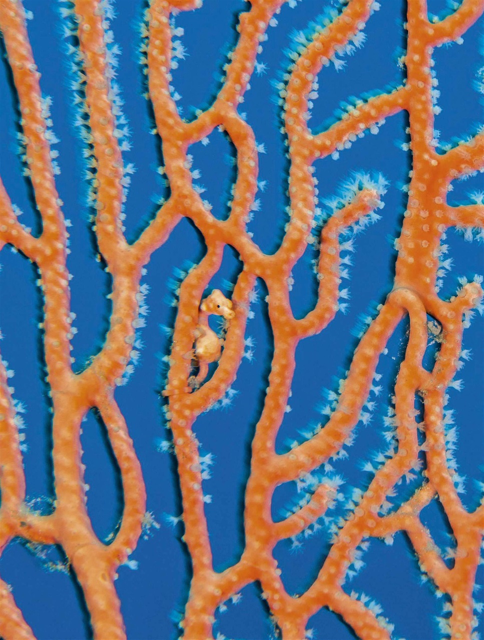 BBC Wildlife Magazine Preview Pages