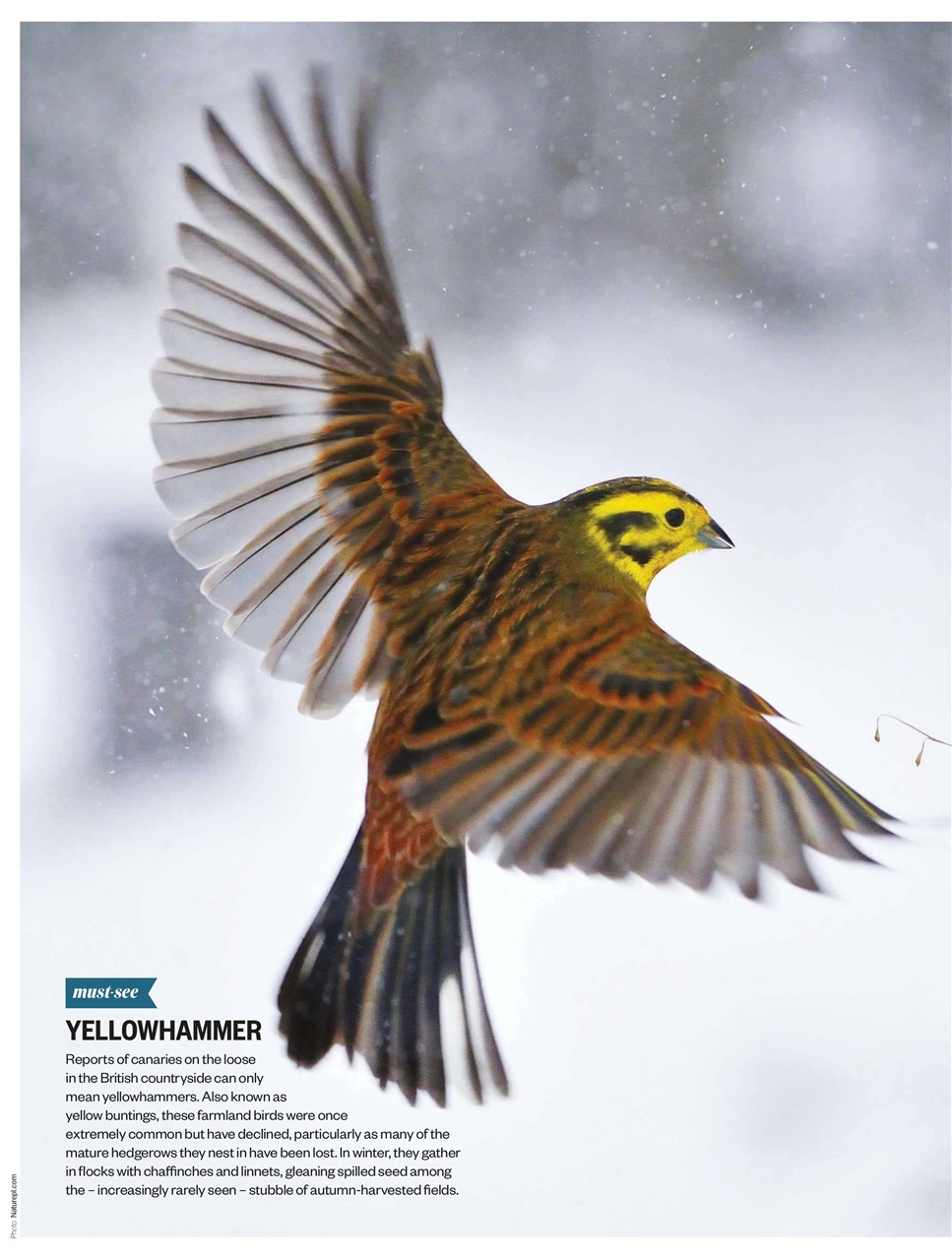 BBC Countryfile Magazine Preview Pages