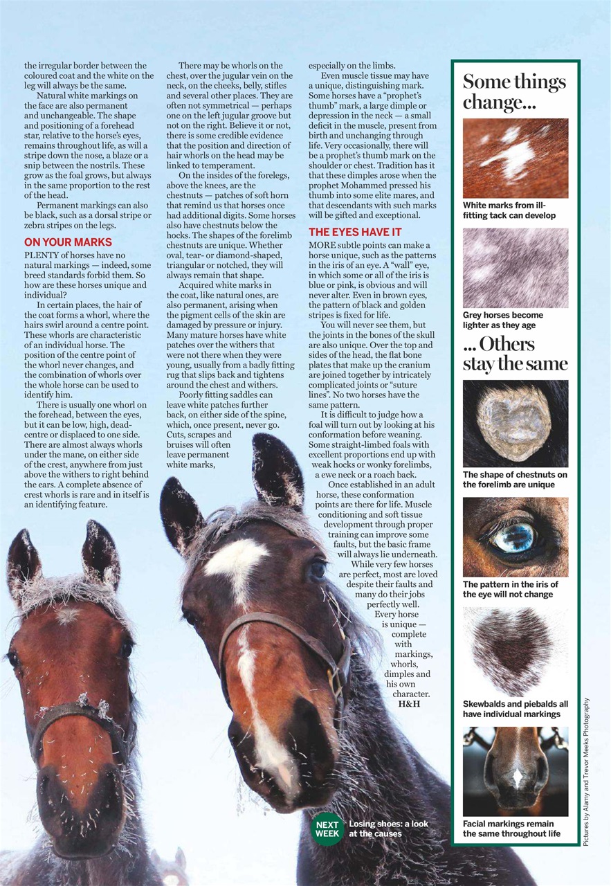 Horse & Hound Preview Pages