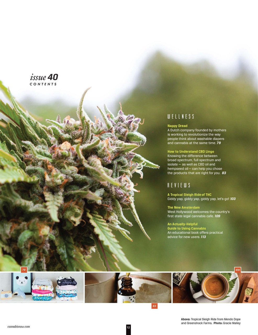 Cannabis Now Preview Pages