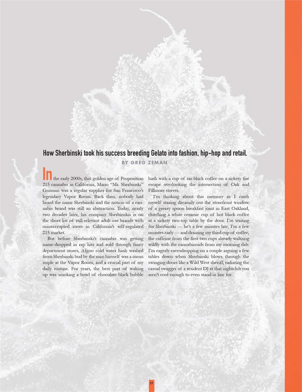 Cannabis Now Preview Pages