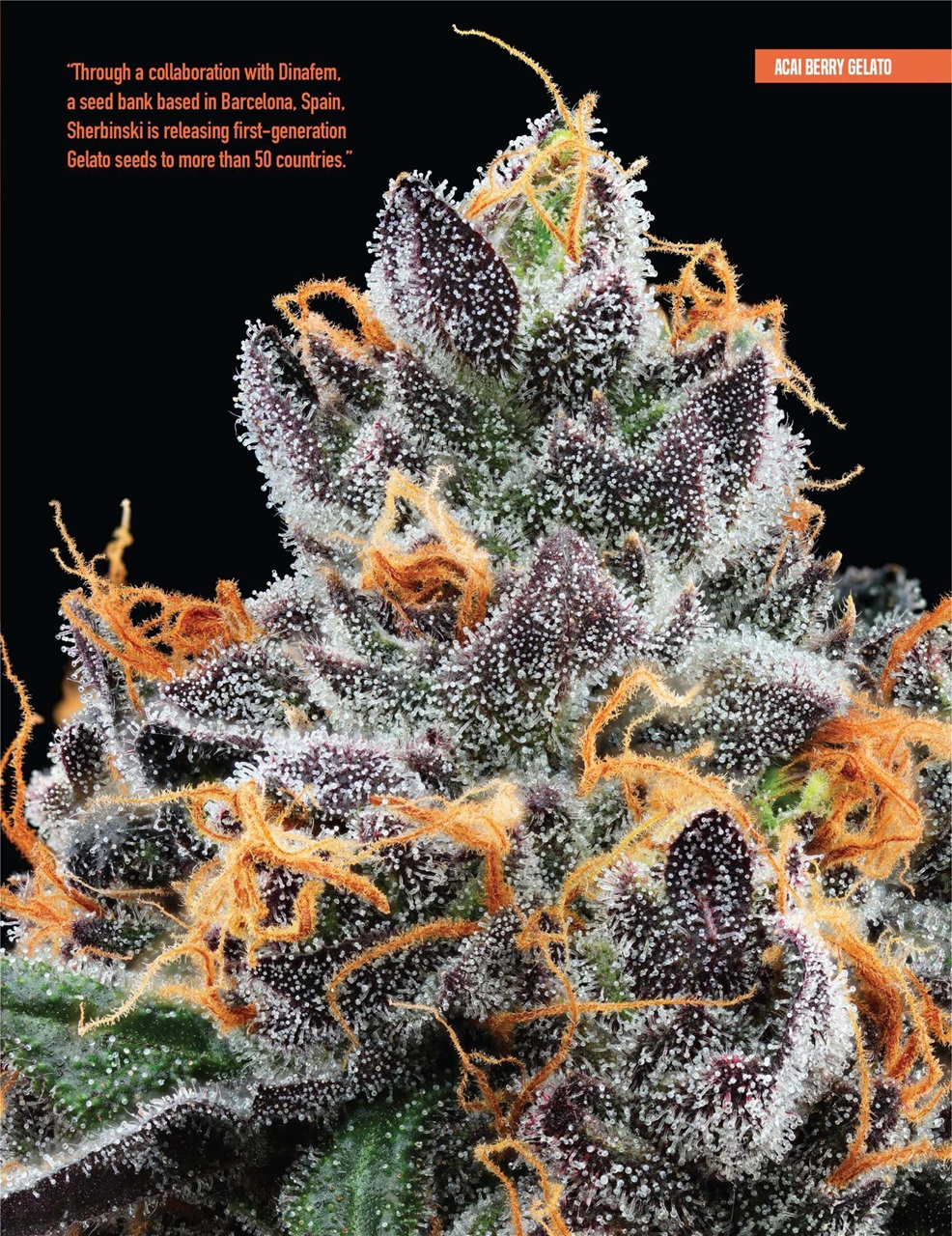 Cannabis Now Preview Pages