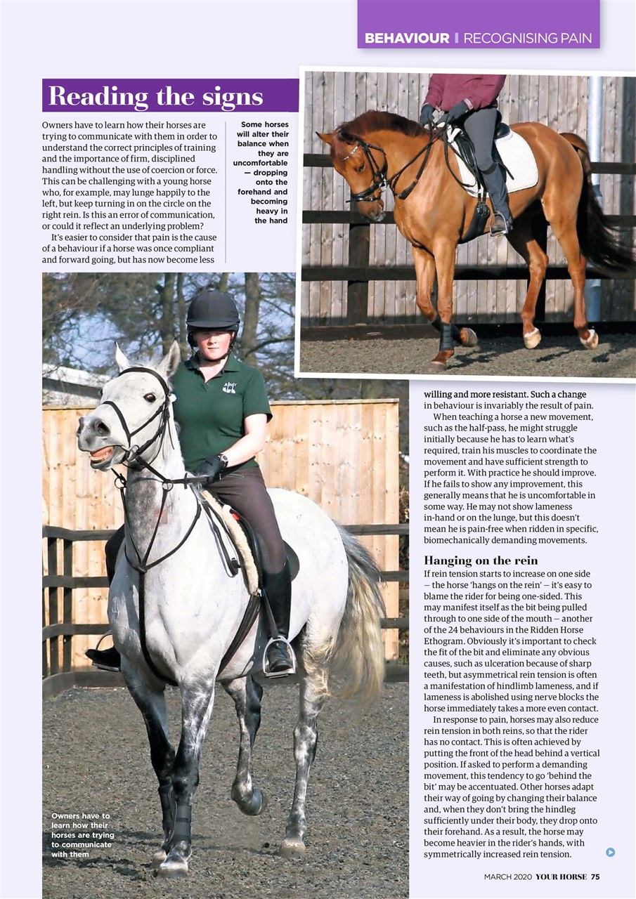Your Horse Preview Pages