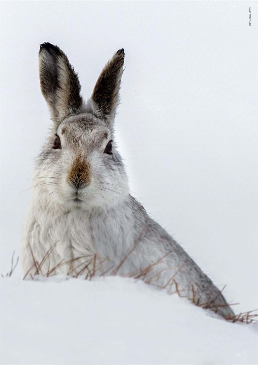 Digital SLR Photography Preview Pages