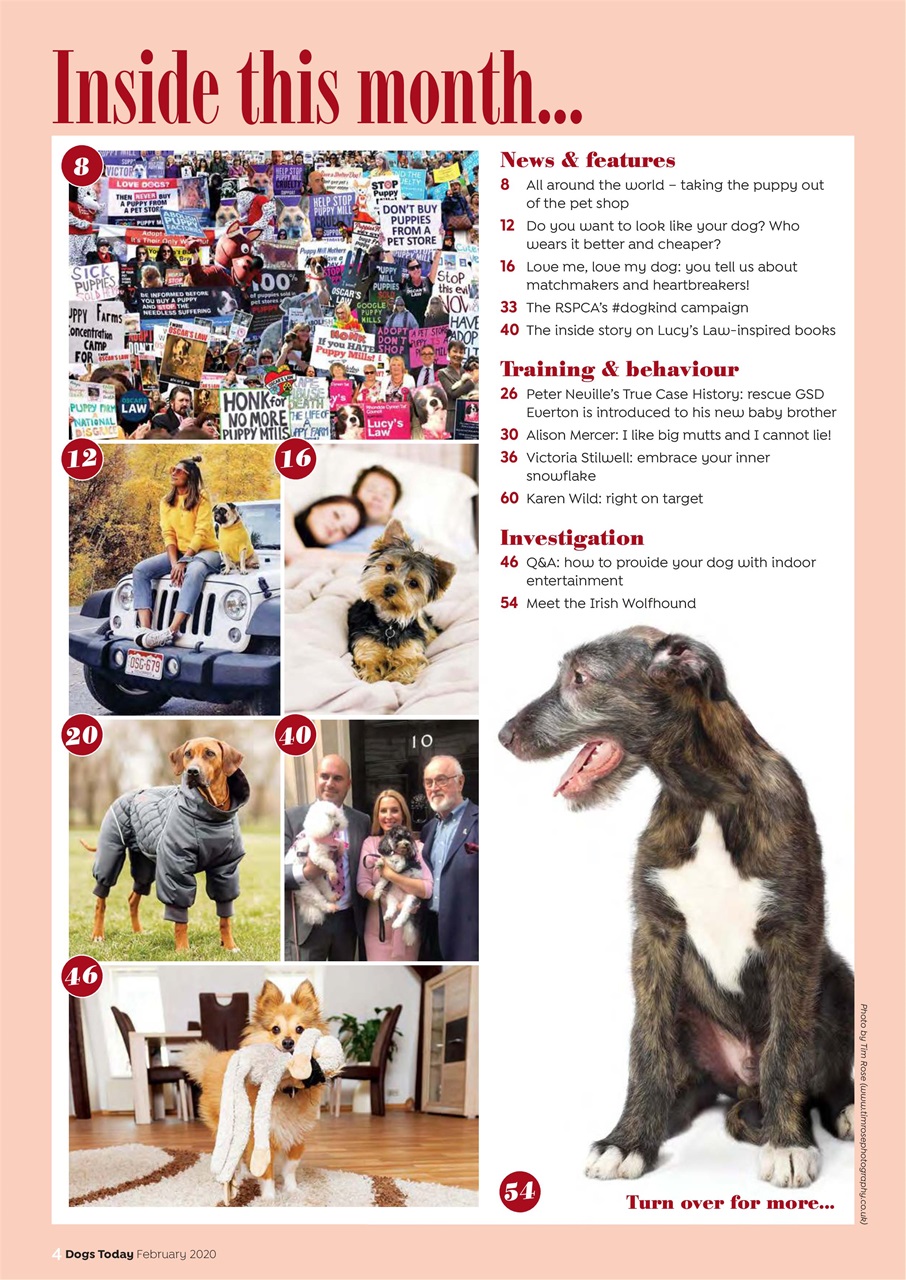 Dogs Today Magazine Preview Pages