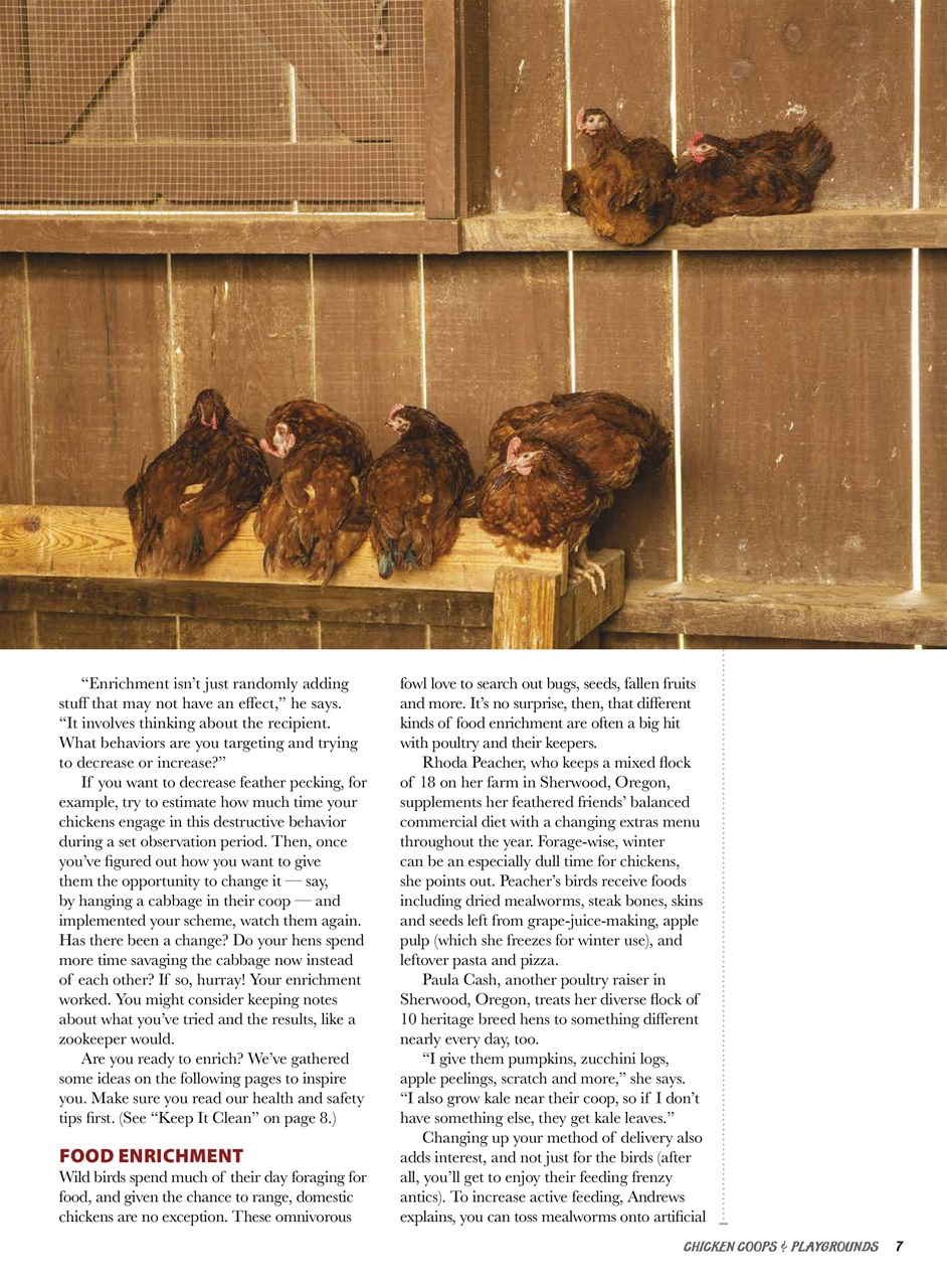 Chickens Magazine Preview Pages