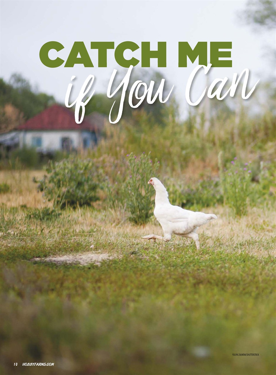 Chickens Magazine Preview Pages