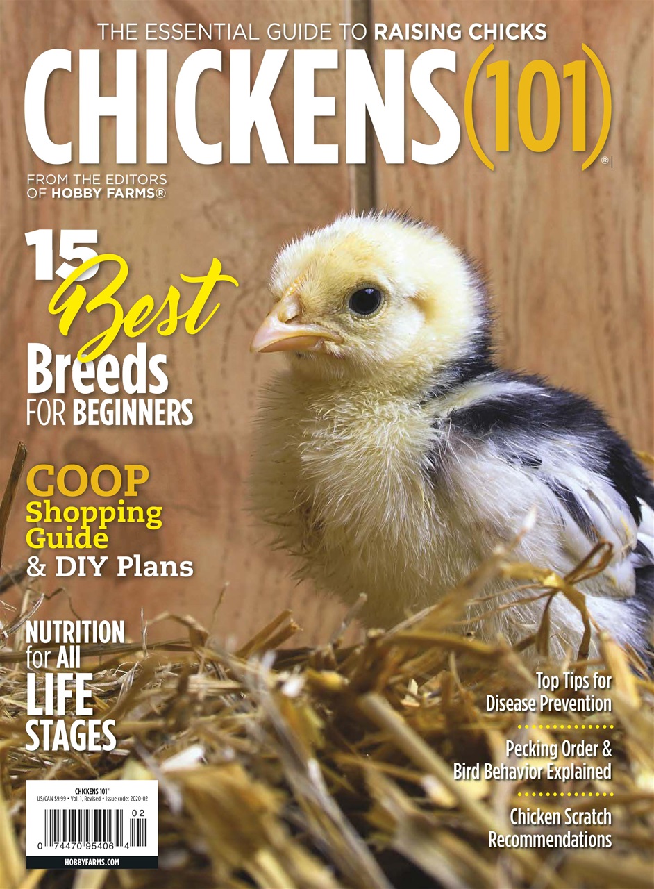 Chickens Magazine Preview Pages