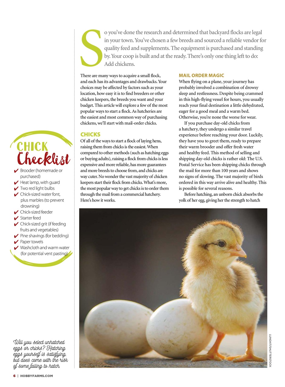 Chickens Magazine Preview Pages