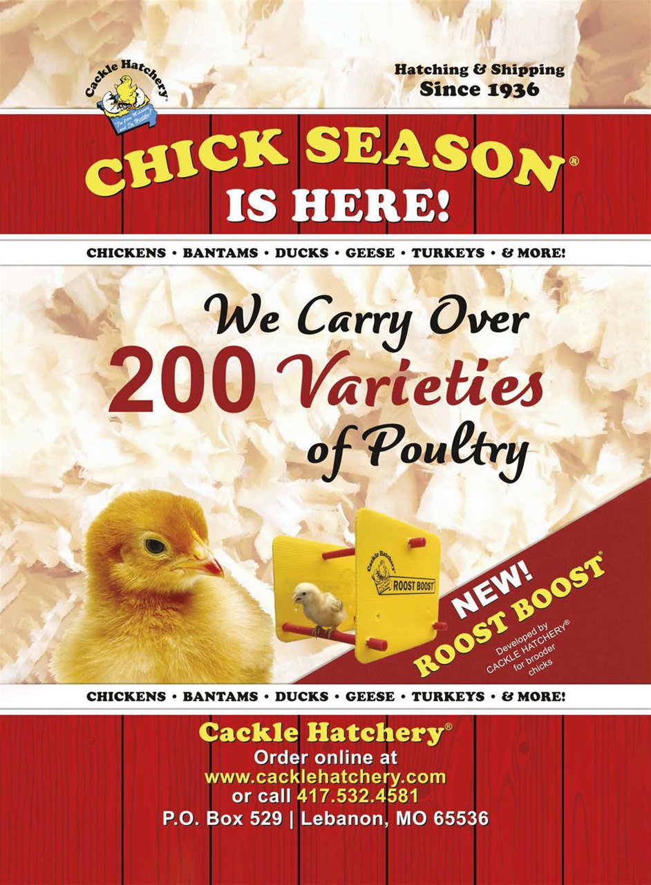 Chickens Magazine Preview Pages