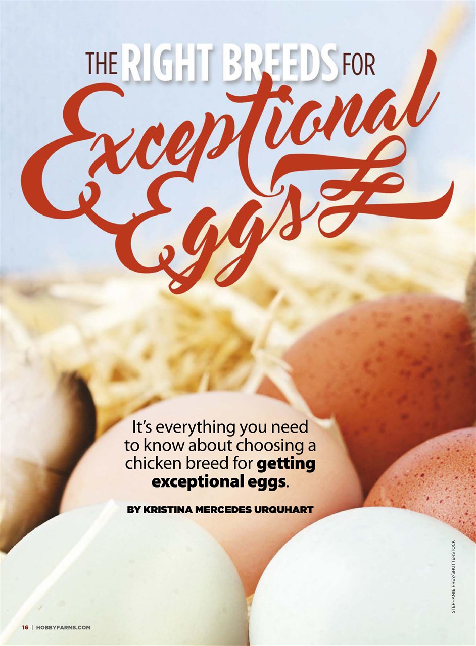 Chickens Magazine Preview Pages